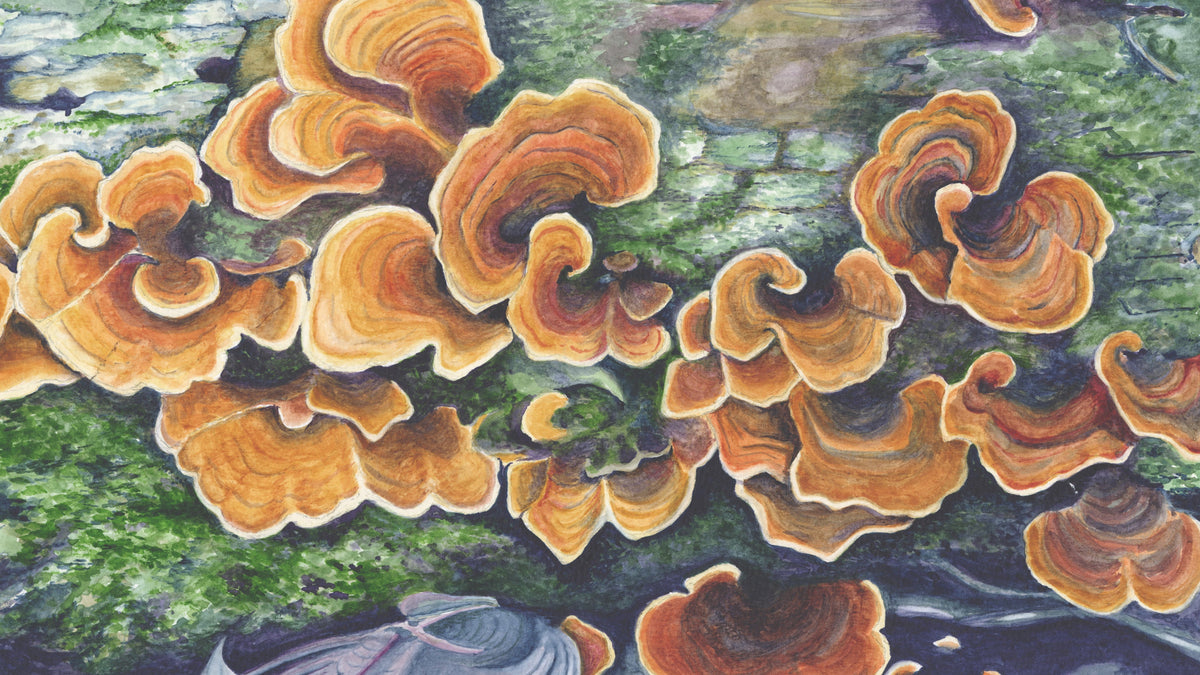 Wood Ears