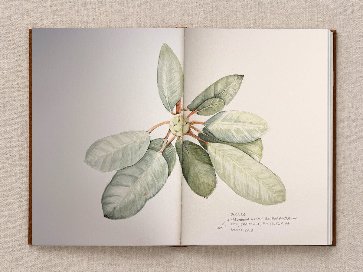 Thermonasty: Great Rhododendron