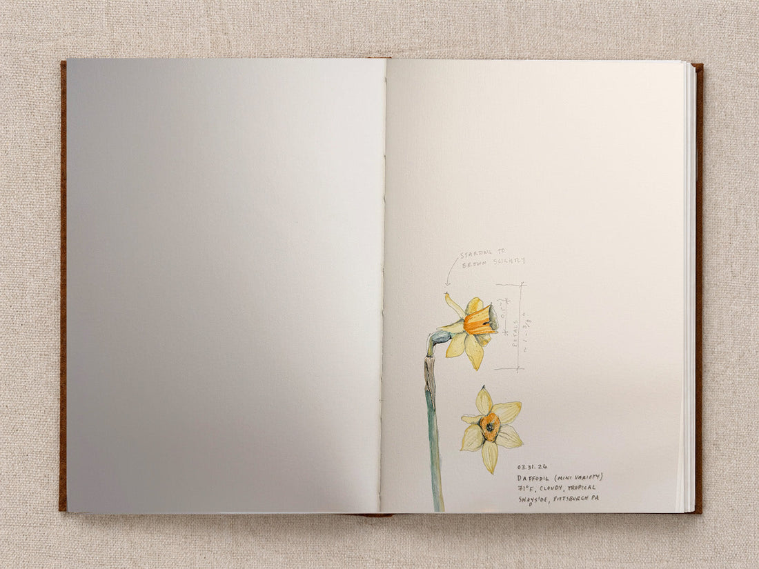 Daffodils